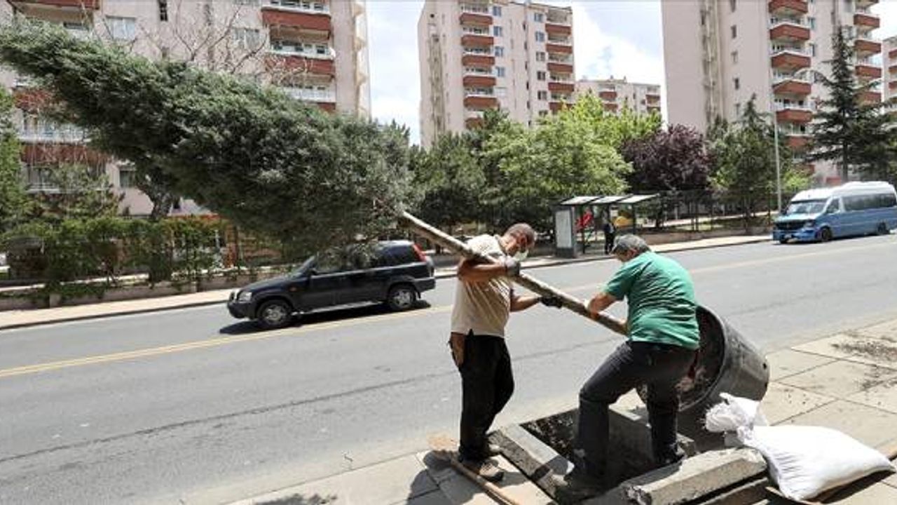 Çankaya Köşkü'nün çevresi mavi servilerle donatılacak