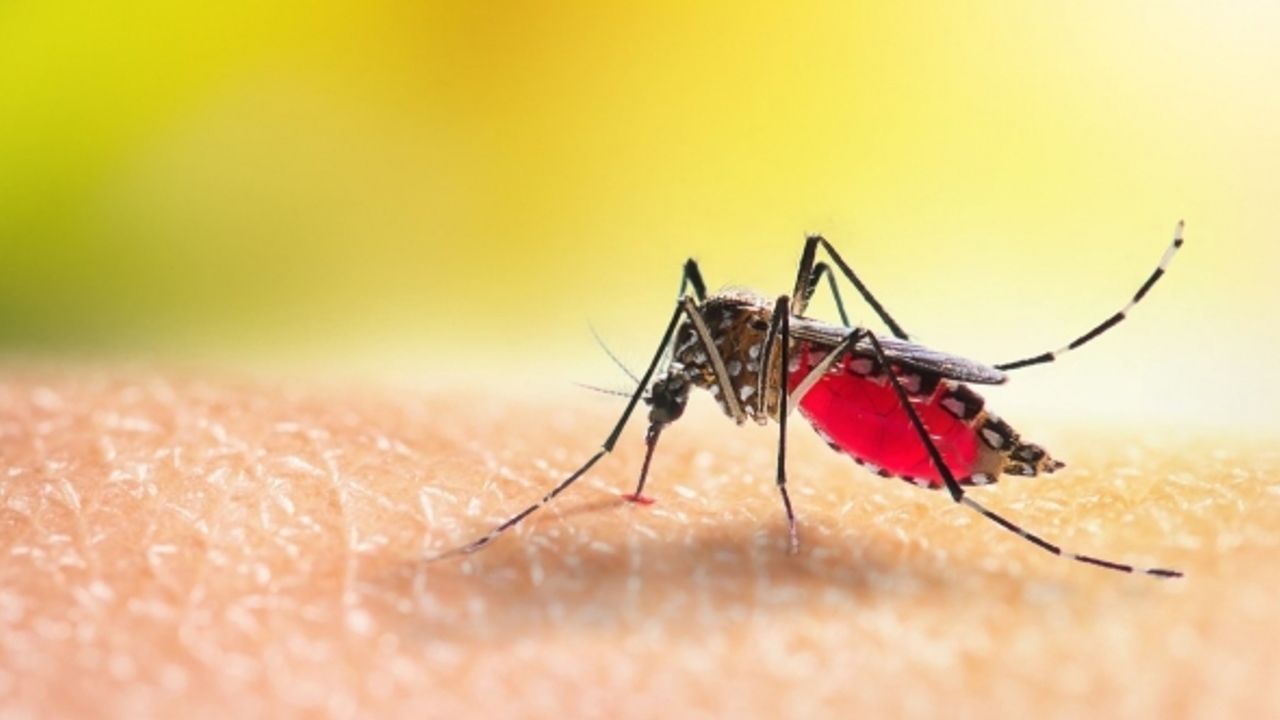 'Aedes' sivrisineği alerjik reaksiyonlara yol açabiliyor