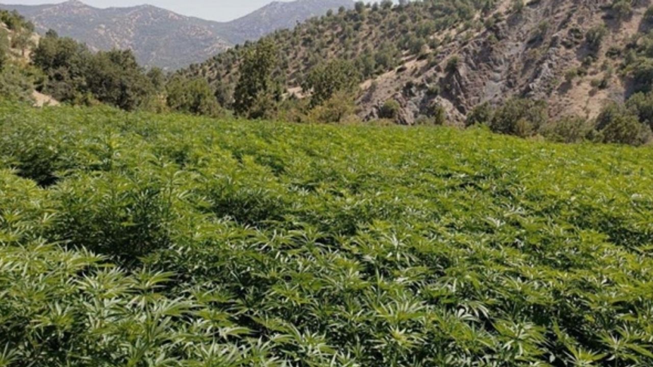 Diyarbakır'da 16 milyon 513 bin kök hint keneviri ele geçirildi