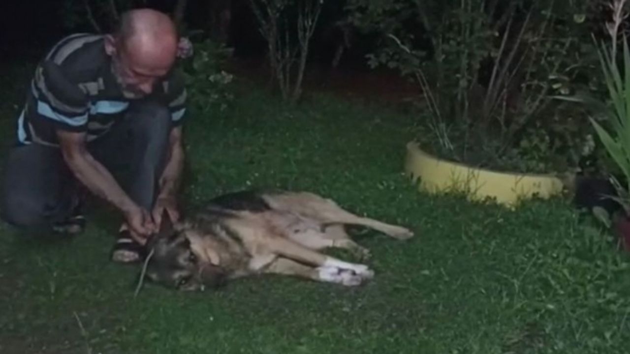 Düzce'de av tüfeğiyle vurulan köpek tedavi altına alındı
