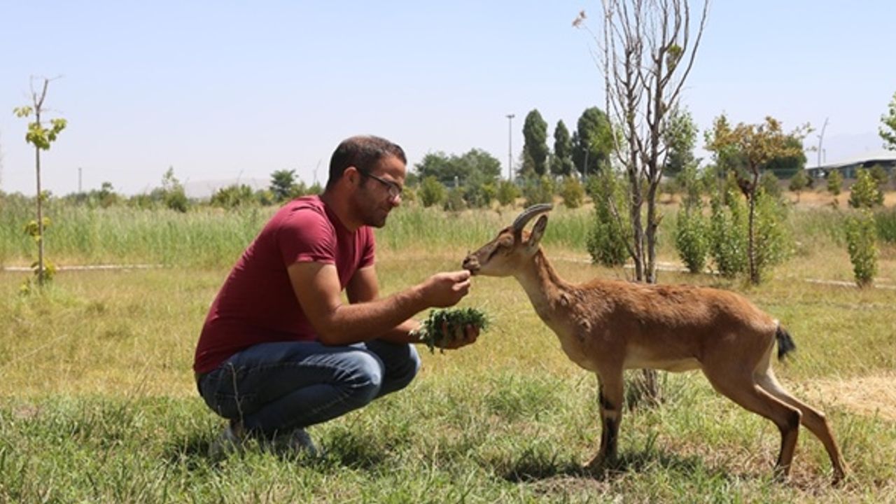 Hakkari'de yaban keçisi yavruları bakarkör oldu