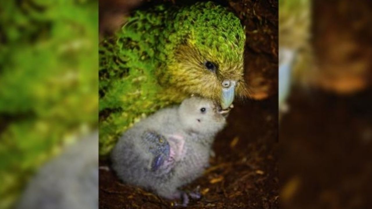 Nesli tükenmekte olan Kakapo papağanı için umut veren gelişme