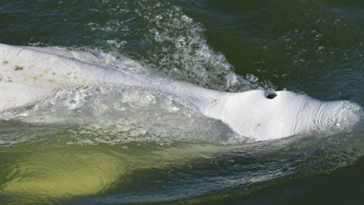 Seine Nehri'nde mahsur kalan beyaz balina Manş Denizi'ne taşınıyor