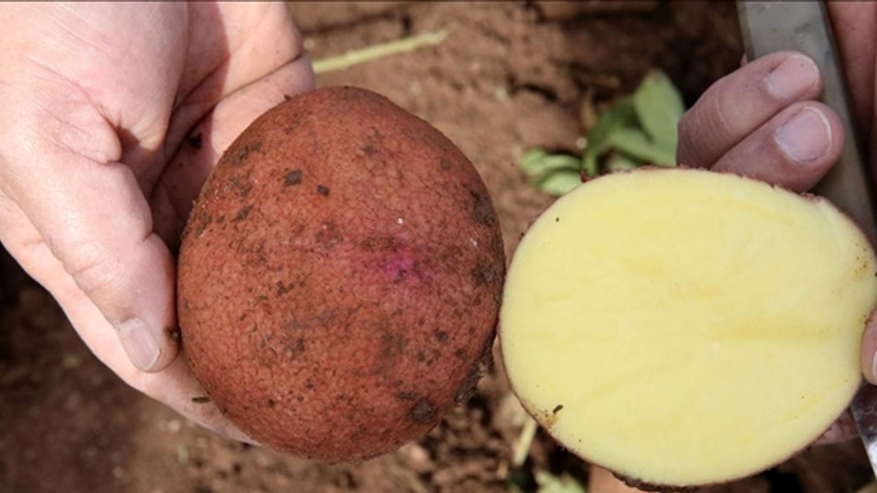 "Kırmızı patates" tescil için gün sayıyor