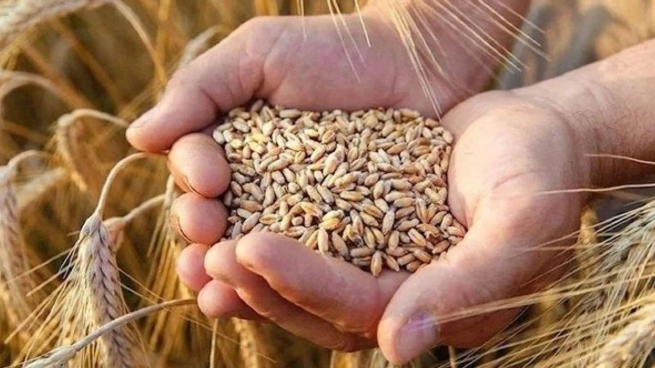 Rusya anlaşmayı askıya aldı, buğday fiyatları