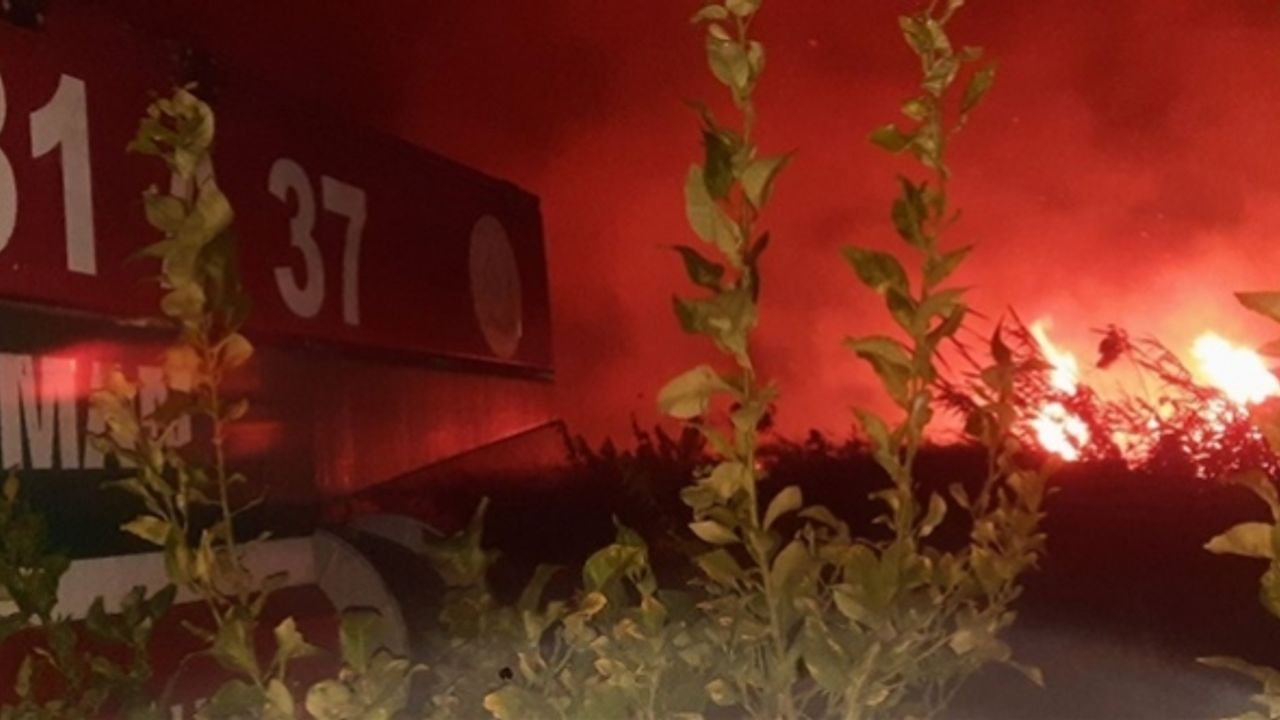 Zeytinlik ve kamışlık alanda yangın çıktı
