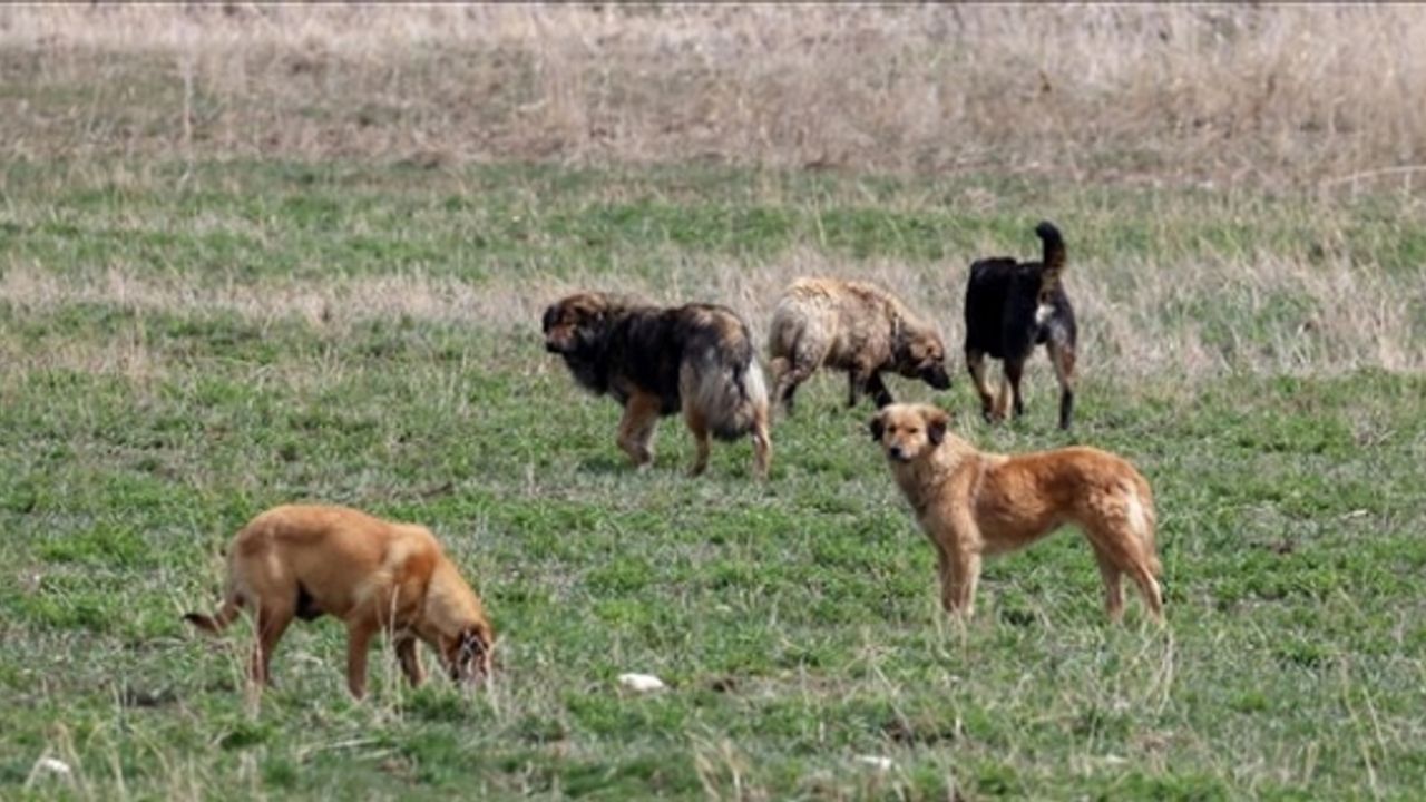 Başıboş köpeklerin sayısı 10 milyonu buldu