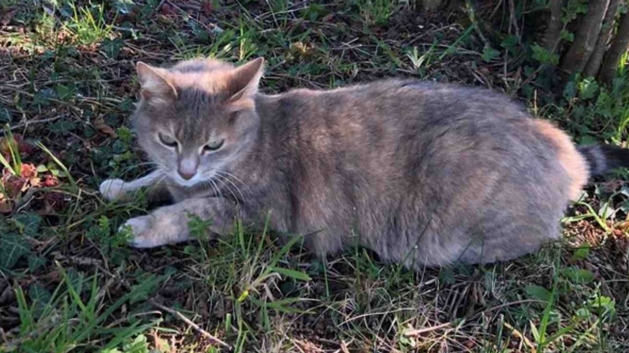 Kedi Cocci eski evine gitmek için 600 kilometre yol katetti