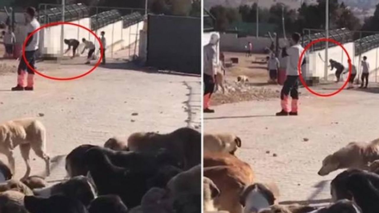 Konya'da barınaktaki hayvanları telef eden zanlıların ifadesi ortaya çıktı