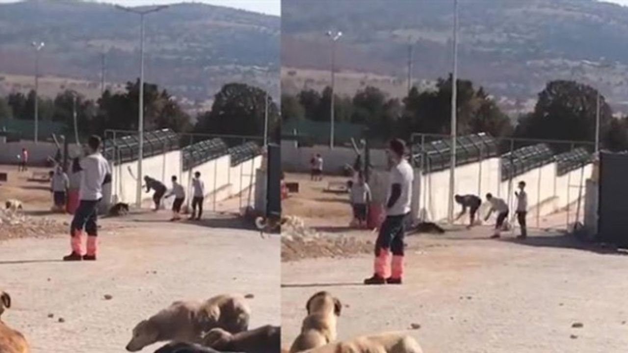 Konya'daki hayvan barınağında hayvanlara eziyet olayında yeni gelişme