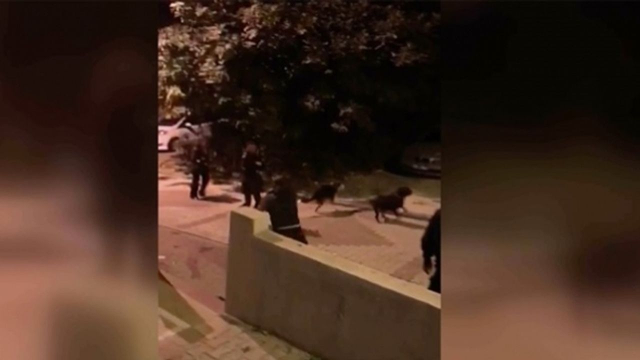 Sahibinin gezdirdiği köpek 15 yaşındaki çocuğu ısırdı