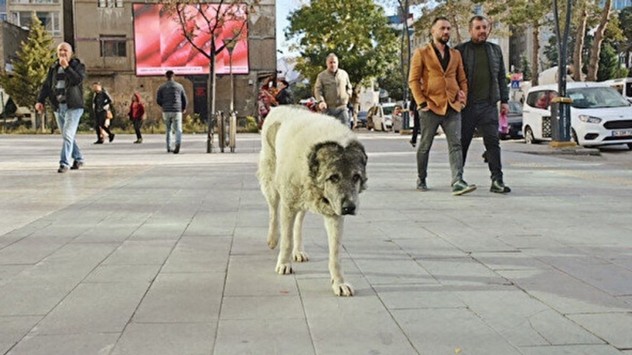 Sokaktaki tehlike: Kuduz köpeğin ısırdığı Mustafa kurtarılamadı