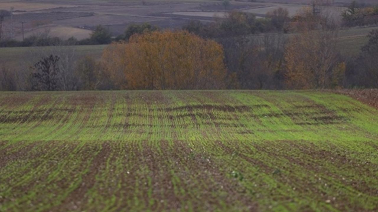 Trakya'ya yağan yağmur buğdaya yaradı