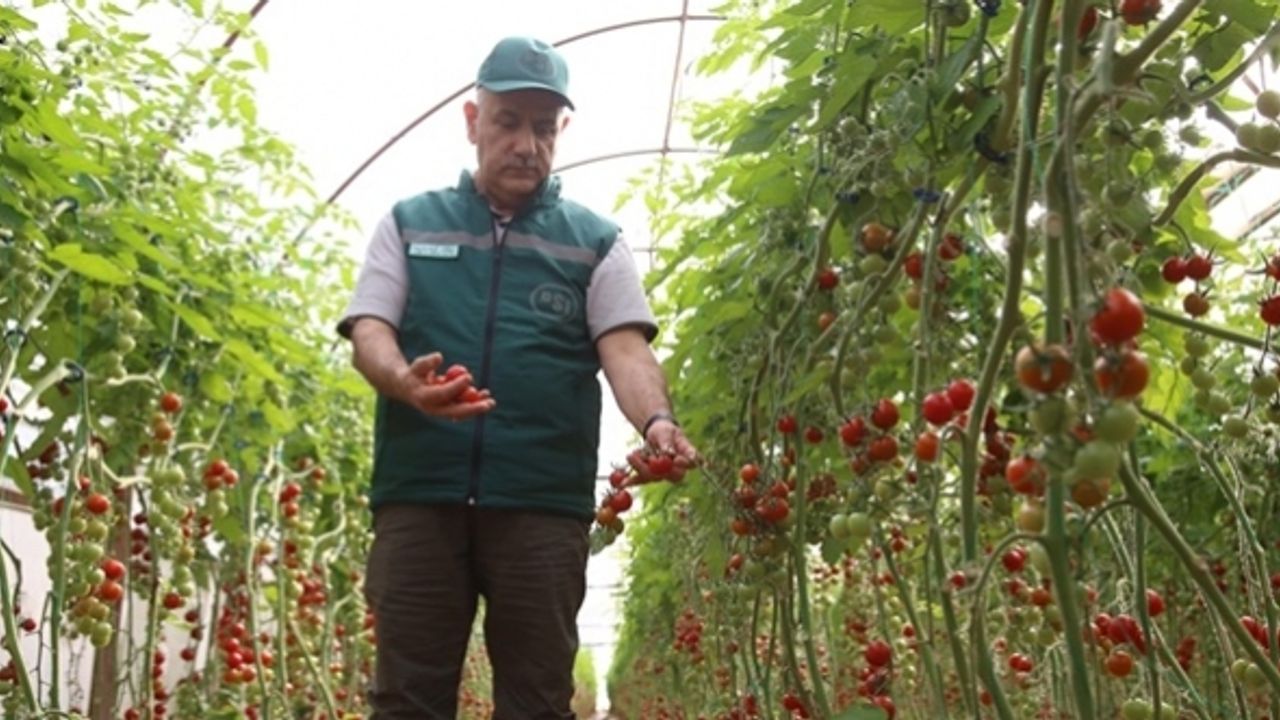 'Uzman Eller'e destek 250 bin lira oldu
