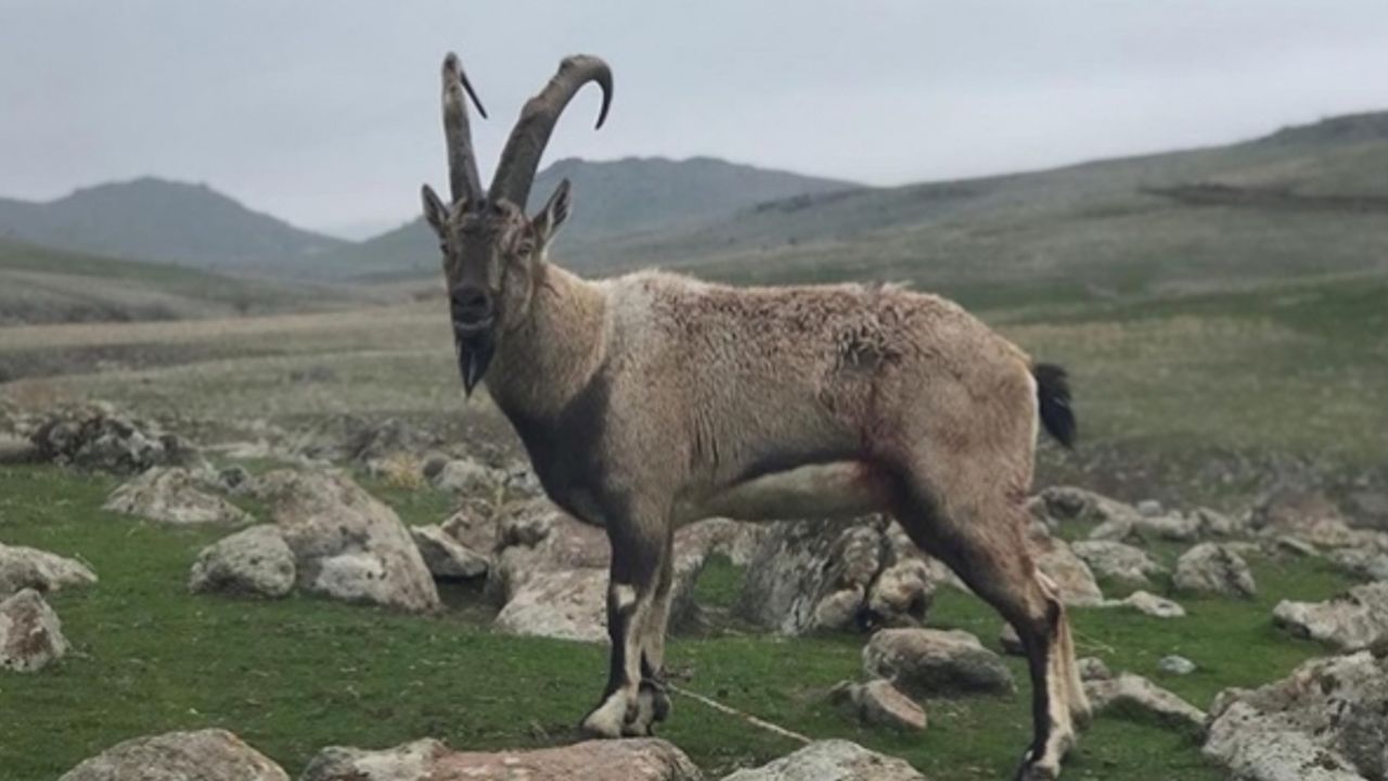 Yaralı halde bulunan yaban keçisi tedaviye alındı