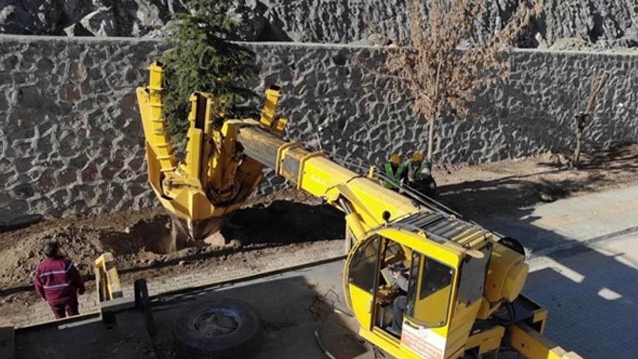 Yusufeli'nin yeni yerleşim yerine ağaçlar taşınıyor