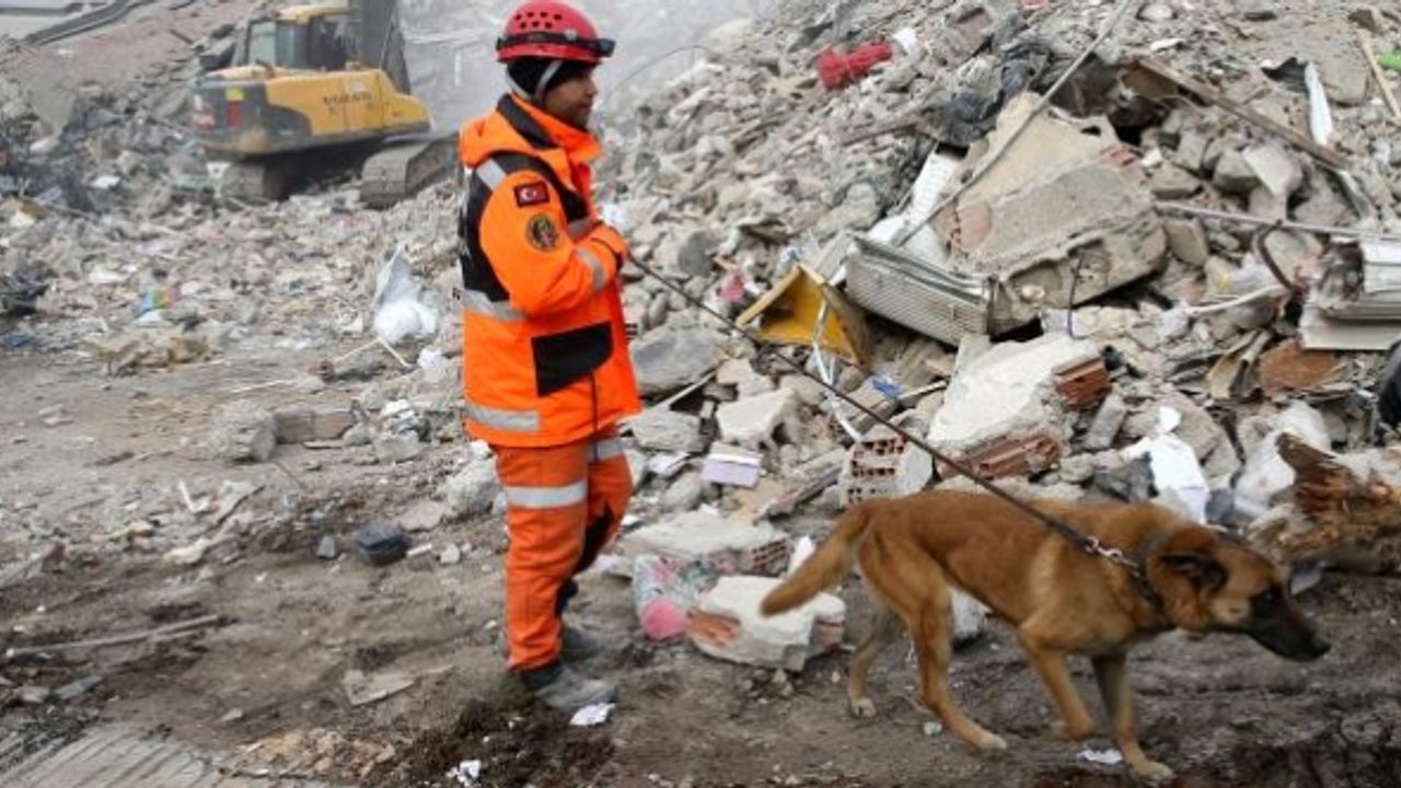 Hassas burunlu köpek 'Alfa' depremzedelere umut oldu