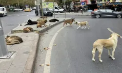 Bakan Çiftçi sokak köpekleri için tarih verdi