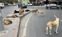 Belediye başkanlarına "sokak hayvanları" soruşturması