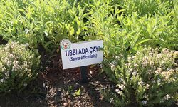 Tıbbi bitki çaylarının satışı eczanelere geçti: Yeni yönetmelik yürürlüğe girdi