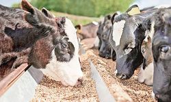 Hububat üretimindeki rekor yem fiyatlarını düşürdü