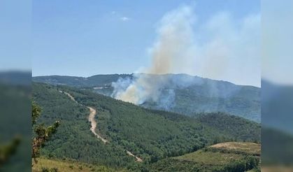 Biga'da orman yangını