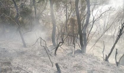 Osmaniye'de orman yangını