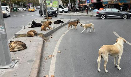 Belediye başkanlarına "sokak hayvanları" soruşturması