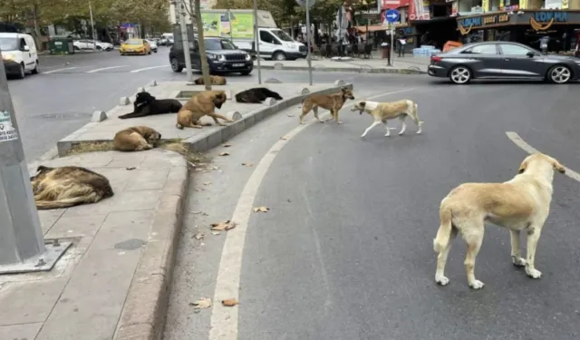 Bakan Çiftçi sokak köpekleri için tarih verdi