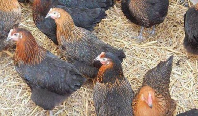 Tavuk fiyatlarına zam gelince müdahale kaçınılmaz oldu