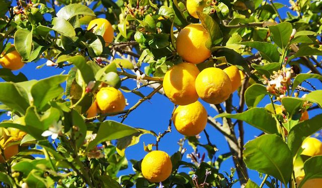 Limon fırsatçılarına kötü haber, ithal ürün geliyor