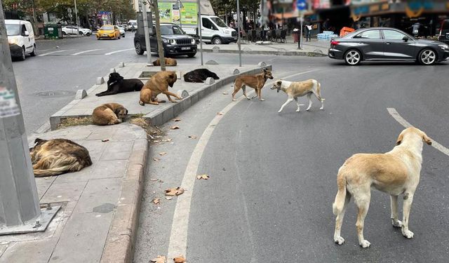 Belediye başkanlarına "sokak hayvanları" soruşturması
